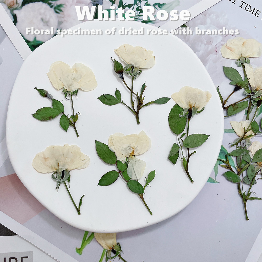 12pcs, Nature White Pink Red R - đánh giá và giá Wedding Card Box